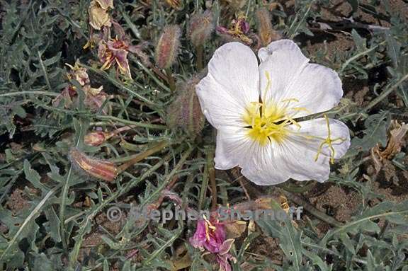 oenothera caespitosa ssp marginata 4 graphic